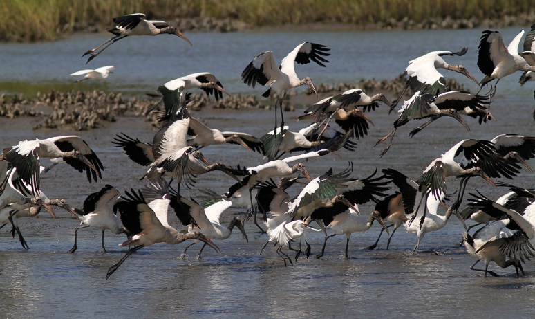 Wood Stork Feeding Frenzy 