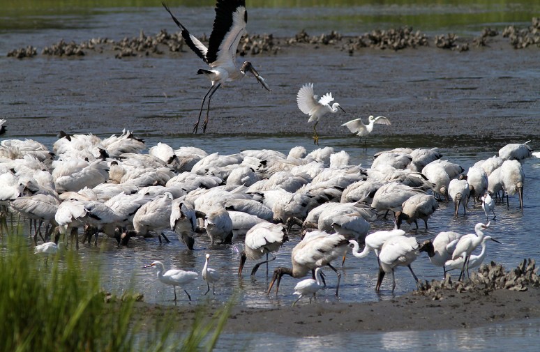 Wood Stork Feeding Frenzy 