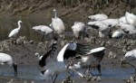 Wood Stork Feeding&nbsp;Frenzy