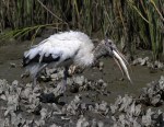 Wood Stork Feeding&nbsp;Frenzy