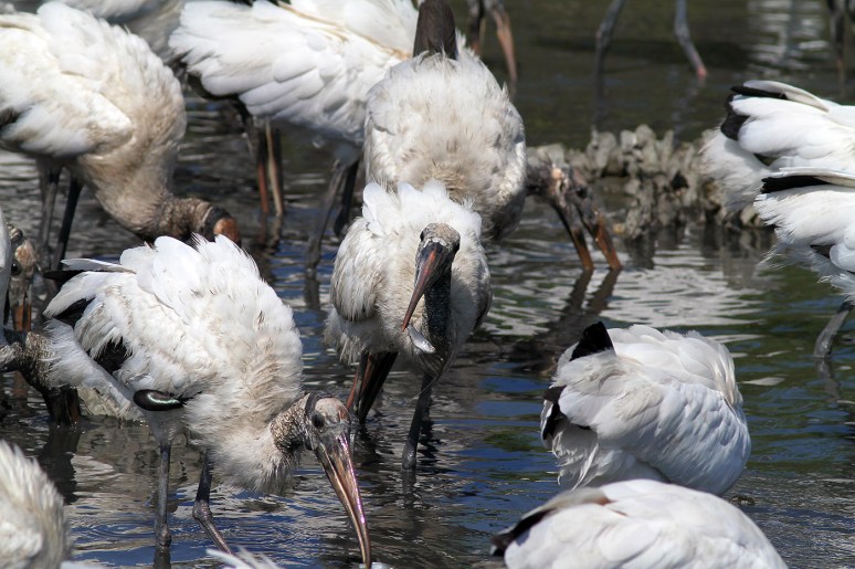 Wood Stork Feeding Frenzy 