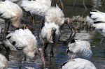 Wood Stork Feeding&nbsp;Frenzy