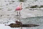 Alligator and Spoonbill