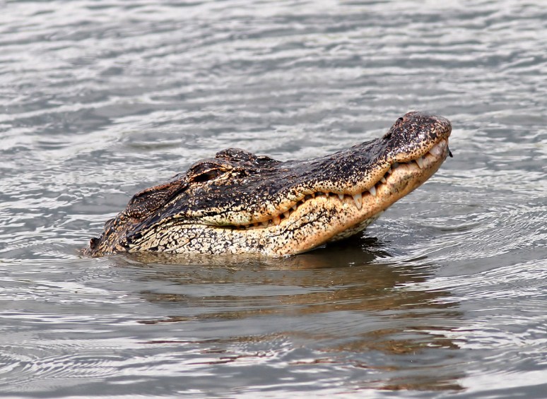 Alligator Fishing in Salt Marsh 