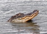Alligator Fishing in Salt&nbsp;Marsh