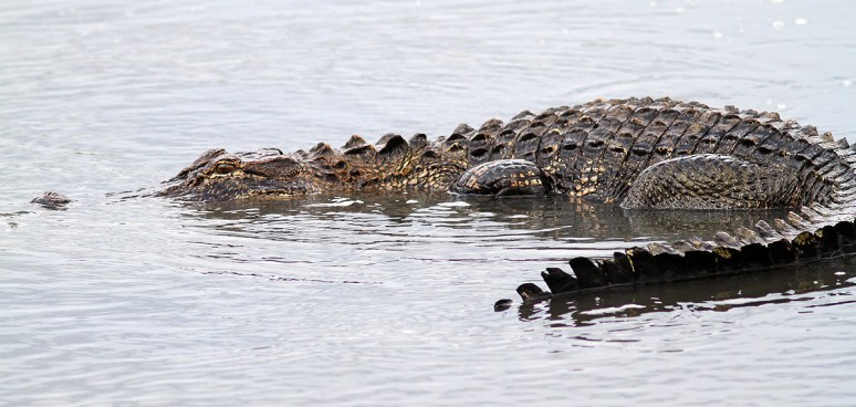 Alligator Fishing in Salt Marsh 