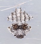 Alligator Fishing in Salt&nbsp;Marsh