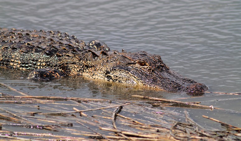 Alligator Fishing in Salt Marsh 