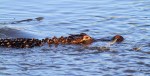 Alligator Fishing in Salt&nbsp;Marsh