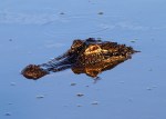 Alligator Fishing in Salt&nbsp;Marsh