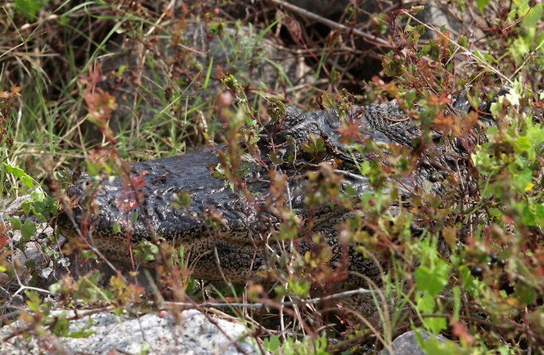 Alligator in the Weeds 