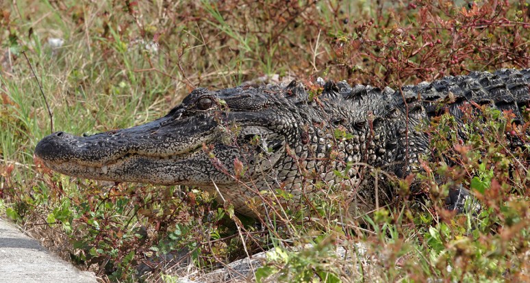 Alligator in the Weeds 