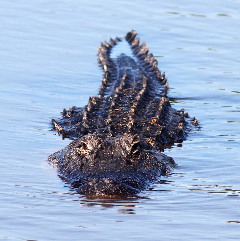 Big Bubbas Morning Nap