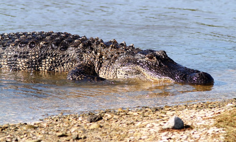 Big Bubbas Morning Nap