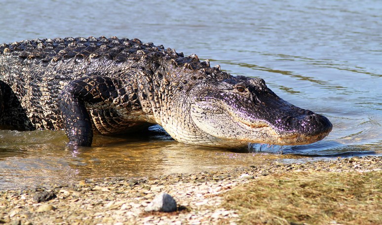 Big Bubbas Morning Nap