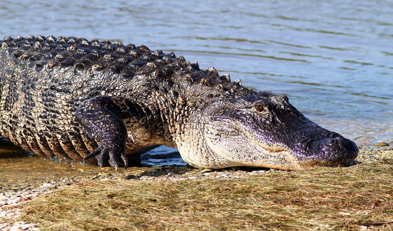 Big Bubbas Morning Nap