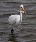 Egret Fishing in Salt&nbsp;Marsh
