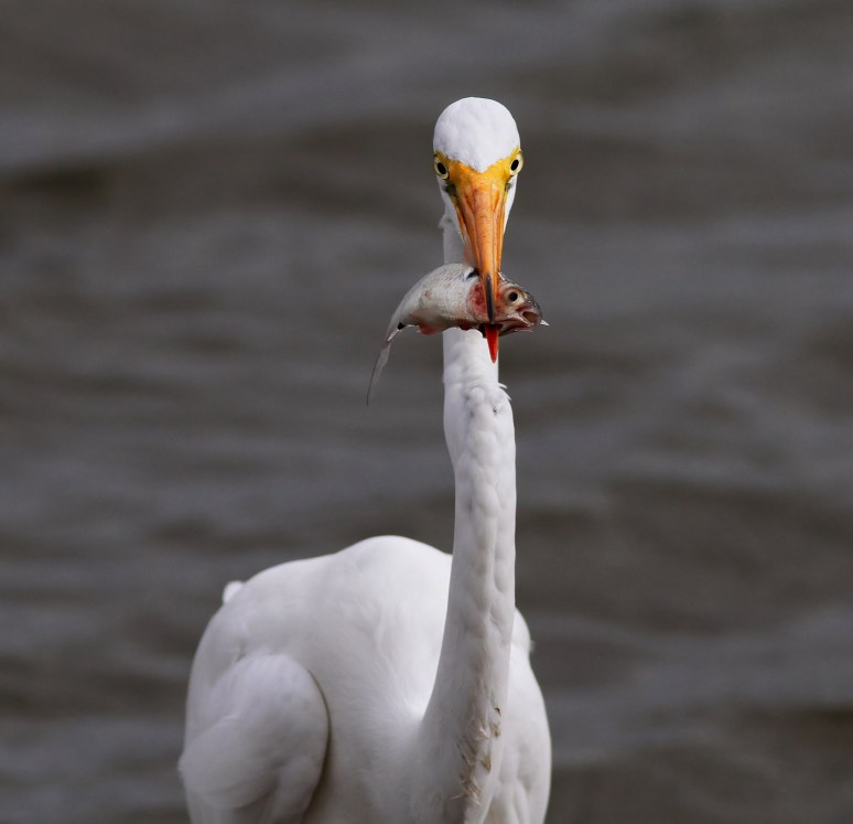 Egret Fishing in Salt Marsh 