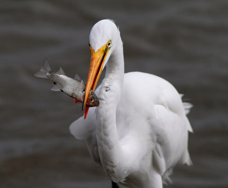 Egret Fishing in Salt Marsh 