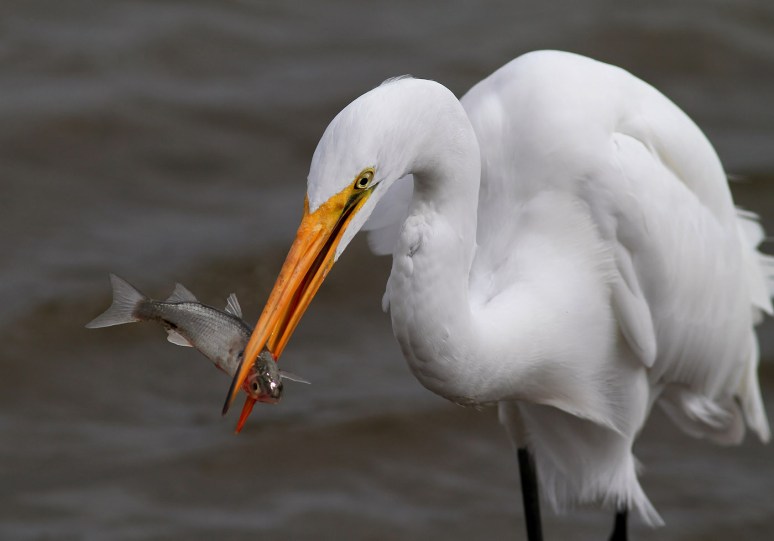 Egret Fishing in Salt Marsh 