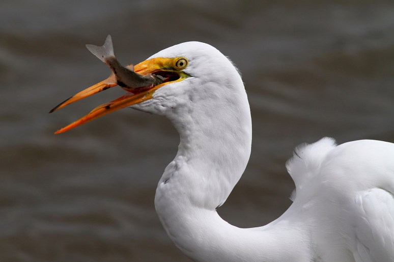 Egret Fishing in Salt Marsh 