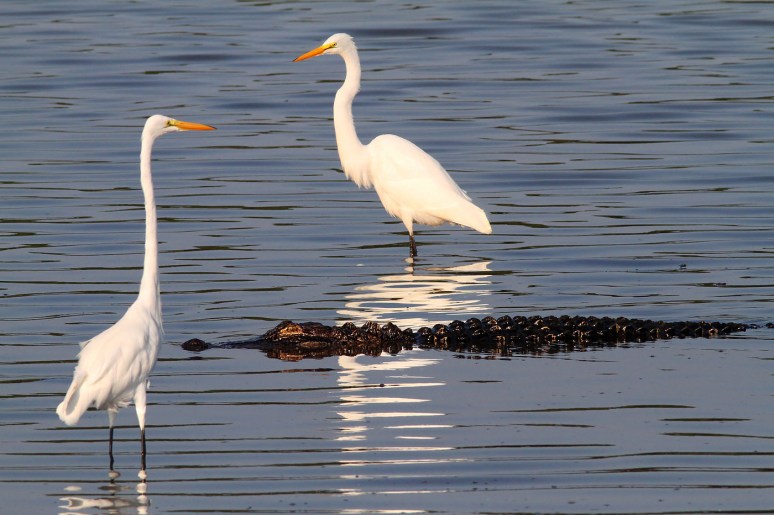 Egrets and a Friend