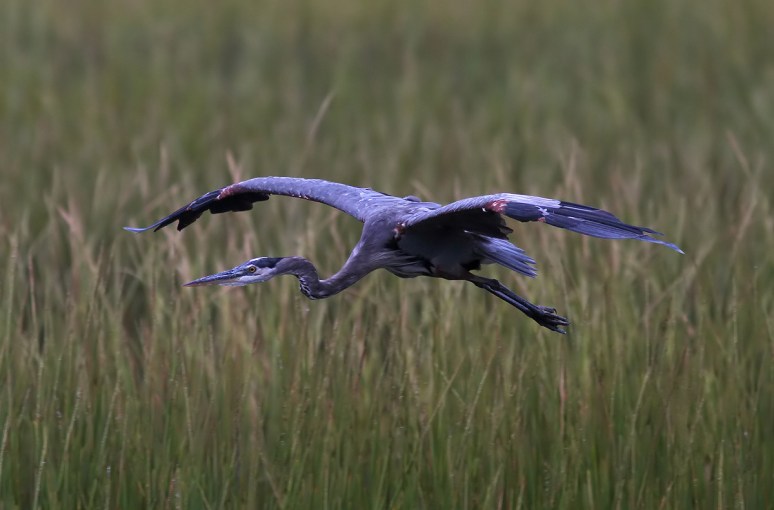 GBH Evening Flight