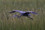 GBH Evening Flight