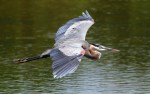 GBH Flight Across Marsh&nbsp;Pond