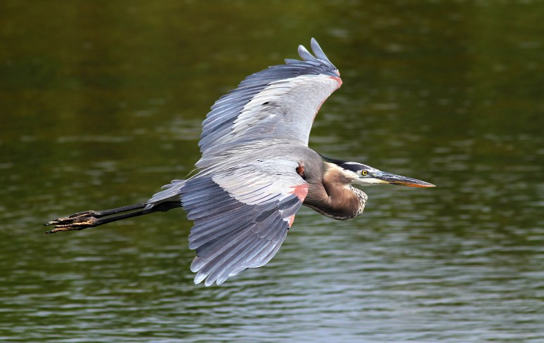 GBH Flight Across Marsh Pond