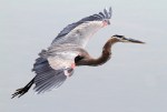 GBH Flight Across Marsh&nbsp;Pond