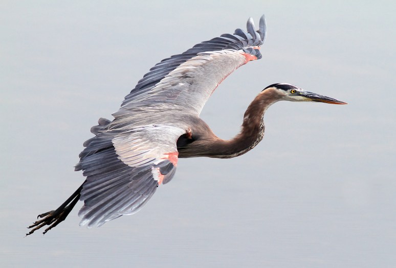 GBH Flight Across Marsh Pond
