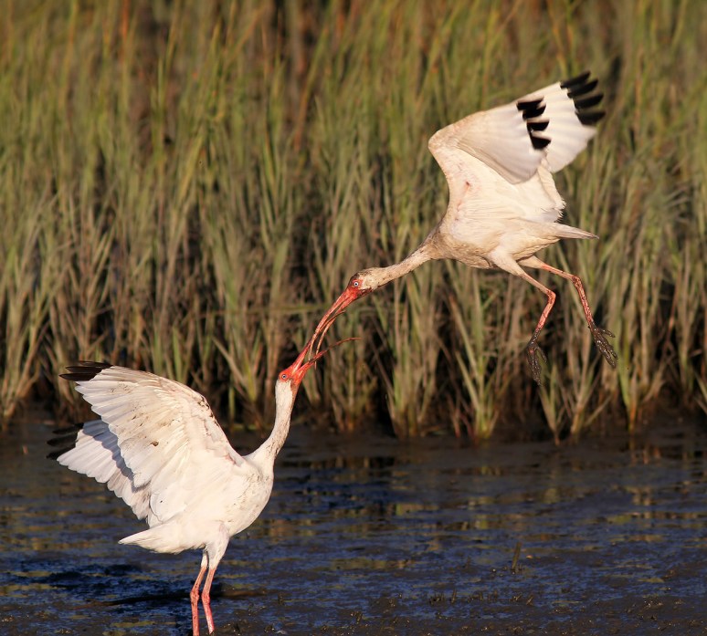 Ibis Battle in the Salt Marsh 