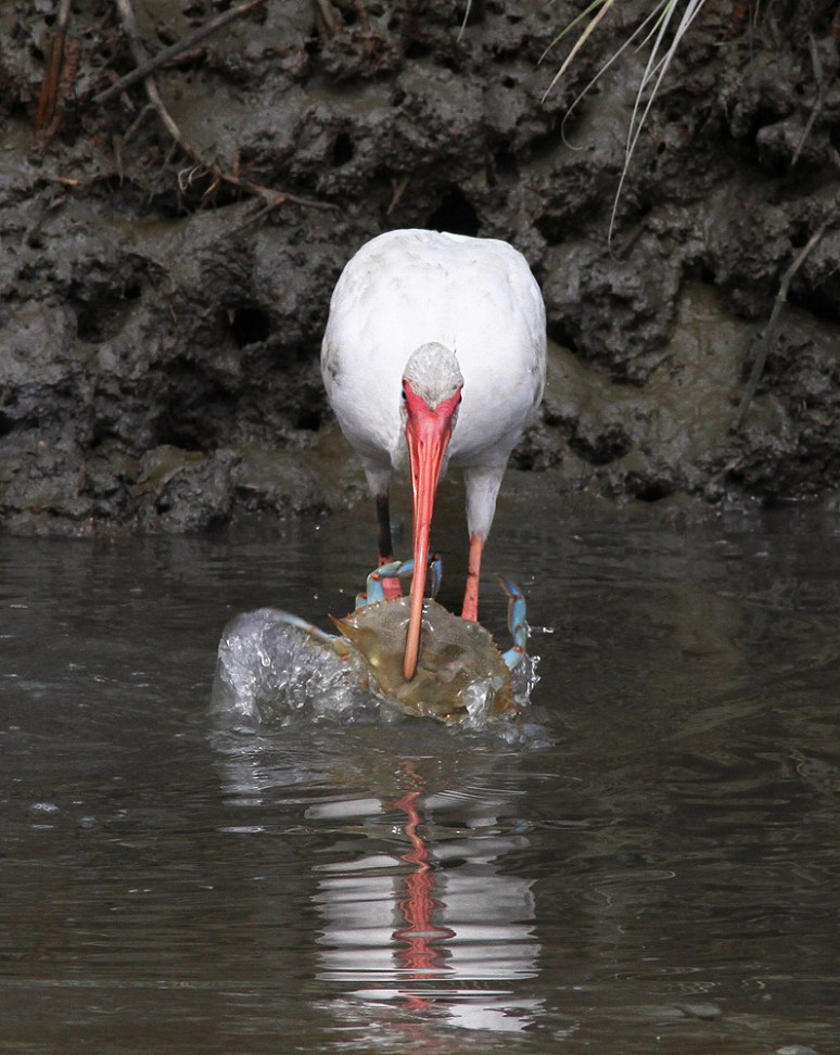 Ibis Catches Big Crab 