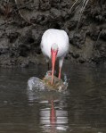Ibis Catches Big&nbsp;Crab