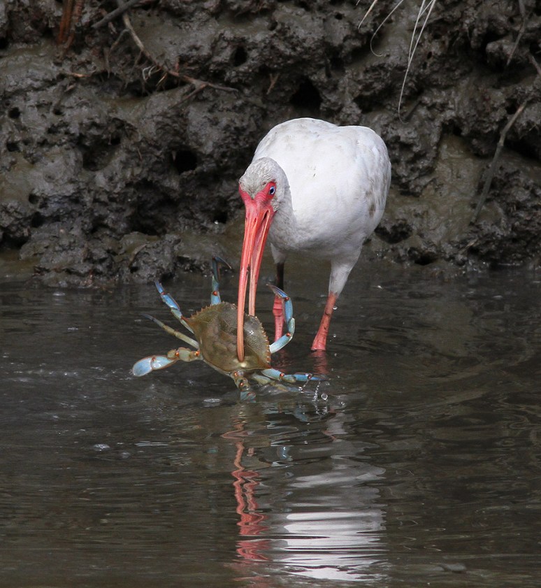 Ibis Catches Big Crab 