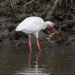 Ibis Catches Big&nbsp;Crab