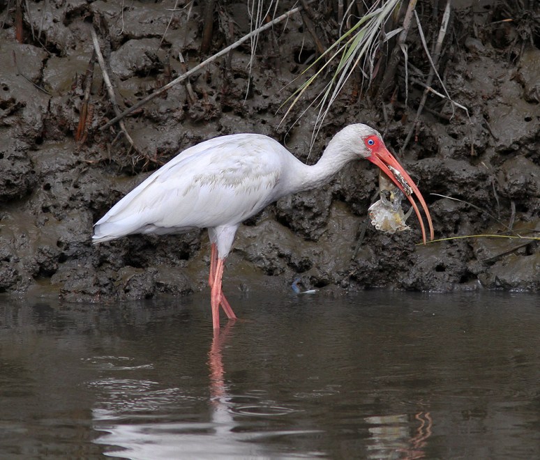 Ibis Catches Big Crab 