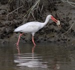 Ibis Catches Big&nbsp;Crab
