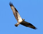 Osprey With Headless&nbsp;Fish
