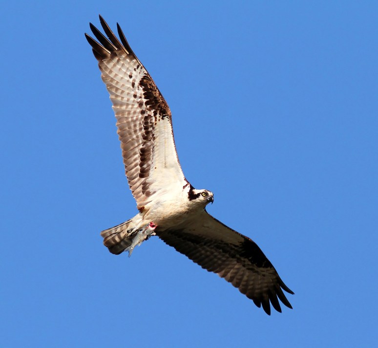Osprey With Headless Fish 