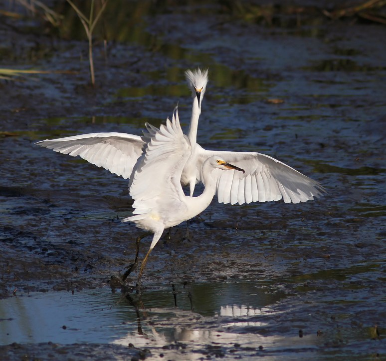 Snowy Fight in the Salt Marsh