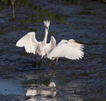 Snowy Fight in the Salt&nbsp;Marsh