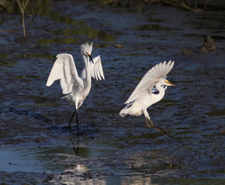 Snowy Fight in the Salt Marsh