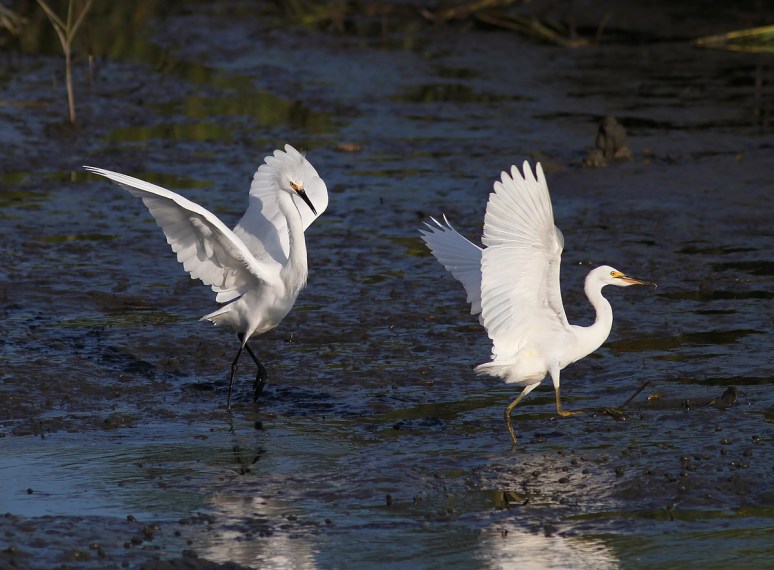 Snowy Fight in the Salt Marsh