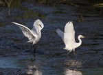 Snowy Fight in the Salt&nbsp;Marsh