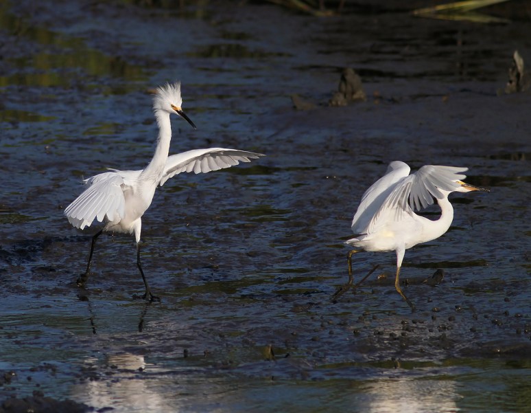 Snowy Fight in the Salt Marsh