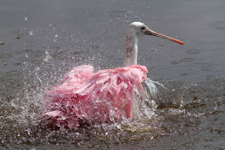 Spoonbill Bathing