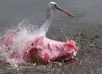 Spoonbill Bathing