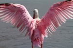 Spoonbill Bathing